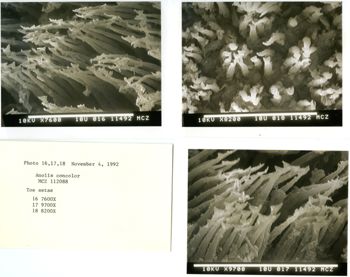 Media type: image;   Herpetology R-112088
